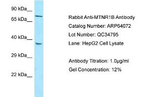 Western Blotting (WB) image for anti-Melatonin Receptor 1B (MTNR1B) (N-Term) antibody (ABIN971206) (Melatonin Receptor 1B Antikörper  (N-Term))