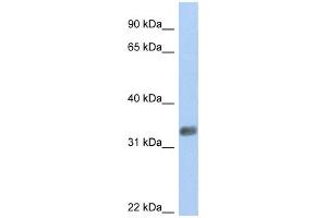 Western Blotting (WB) image for anti-Purine-Rich Element Binding Protein G (PURG) antibody (ABIN2459404) (PURG Antikörper)