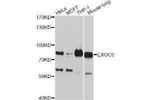 Western blot analysis of extracts of various cell lines, using EXOC5 antibody (ABIN5996218) at 1:3000 dilution. (EXOC5 Antikörper)
