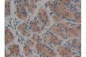 DAB staining on IHC-P; Samples: Human Stomach Tissue (Thrombopoietin Antikörper  (AA 25-298))