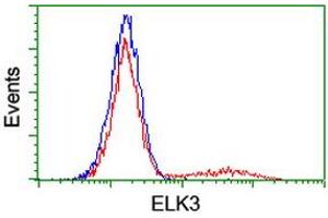 Image no. 2 for anti-ELK3, ETS-Domain Protein (SRF Accessory Protein 2) (ELK3) antibody (ABIN1498006) (ELK3 Antikörper)
