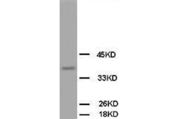 OPCML Antikörper  (C-Term)