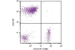 Human peripheral blood lymphocytes were stained with Mouse Anti-Human CD19-PE/TXRD. (CD19 Antikörper  (PE,Texas Red (TR)))