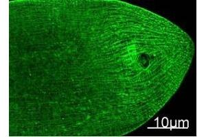 Immunofluorescence Staining of nematode tissue with MYH Mouse mAb (11C2) diluted at 1:100 (Provide by Tsinghua University) . (Myosin Heavy Chain Antikörper)