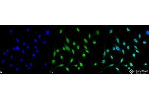 Immunocytochemistry/Immunofluorescence analysis using Mouse Anti-GRP78 Monoclonal Antibody, Clone 3C5-1A4 . (GRP78 Antikörper  (APC))