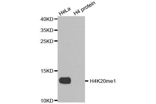 Histone H4 Antikörper  (meLys20)