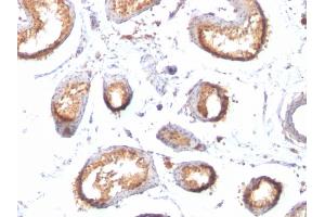 Formalin-fixed, paraffin-embedded human Testis stained with gp100 / Melanosome Monoclonal Antibody (HMB45 + PMEL/783). (Melanoma gp100 Antikörper)