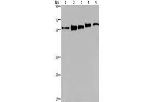 Western Blotting (WB) image for anti-Heterogeneous Nuclear Ribonucleoprotein L (HNRNPL) antibody (ABIN2433134) (HNRNPL Antikörper)