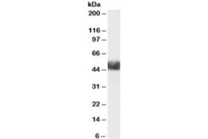 Western blot testing of human adipose lysate with FBXL3 antibody at 1ug/ml. (FBXL3 Antikörper)