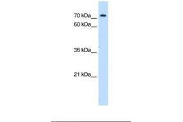 Solute Carrier Family 5 (Sodium/inositol Cotransporter), Member 11 (SLC5A11) (AA 226-275) Antikörper