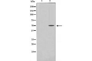 Western blot analysis of PDCD4 phosphorylation expression in serum treated 293 whole cell lysates,The lane on the left is treated with the antigen-specific peptide. (PDCD4 Antikörper  (pSer457))