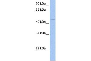 Western Blotting (WB) image for anti-SRY (Sex Determining Region Y)-Box 8 (SOX8) antibody (ABIN2460121) (SOX8 Antikörper)