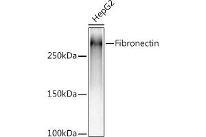 Western blot analysis of extracts of HepG2 cells, using (ABIN6133698, ABIN6135676, ABIN6135677 and ABIN7101415) at 1:5000 dilution. (Fibronectin 1 Antikörper)