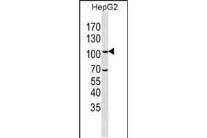 Western blot analysis in HepG2 cell line lysates (35ug/lane). (LGR5 Antikörper  (N-Term))