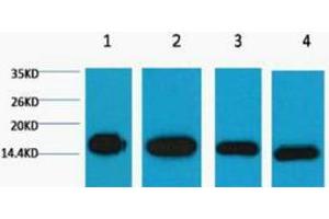Western Blotting (WB) image for anti-Histone 3 (H3) antibody (ABIN3181110) (Histone 3 Antikörper)