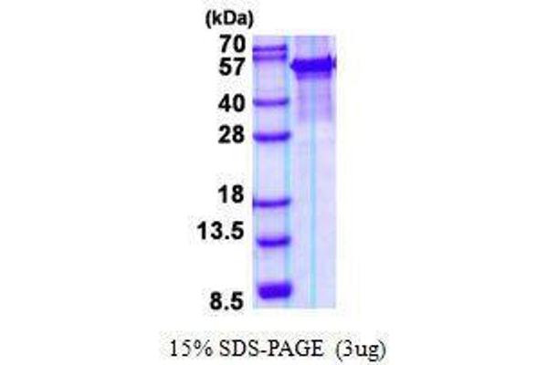 ARSG Protein