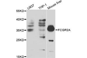 Western blot analysis of extracts of various cell lines, using FCGR2A antibody (ABIN5970646) at 1/1000 dilution. (FCGR2A Antikörper)
