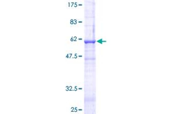 FASL Protein (AA 1-281) (GST tag)