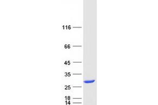 VBP1 Protein (Myc-DYKDDDDK Tag)