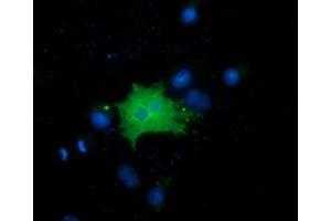 Immunofluorescence (IF) image for anti-Family with Sequence Similarity 84, Member B (FAM84B) antibody (ABIN1498206) (FAM84B Antikörper)