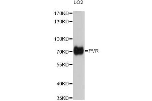 Western blot analysis of extracts of LO2 cells, using PVR antibody (ABIN5973376) at 1/1000 dilution. (Poliovirus Receptor Antikörper)