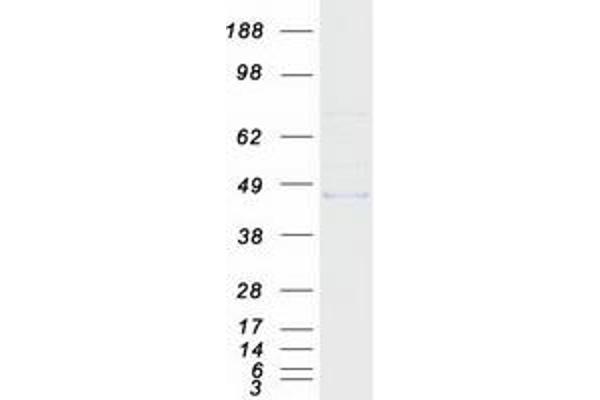 MMAA Protein (Myc-DYKDDDDK Tag)