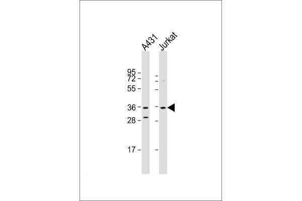 Cyclin H Antikörper  (C-Term)