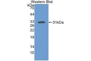Western Blotting (WB) image for anti-Mitogen-Activated Protein Kinase 3 (MAPK3) (AA 75-312) antibody (ABIN1867791) (ERK1 Antikörper  (AA 75-312))