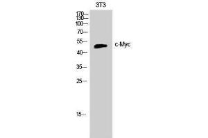 Western Blotting (WB) image for anti-Myc Proto-Oncogene protein (MYC) (Ser966) antibody (ABIN3179966) (c-MYC Antikörper  (Ser966))