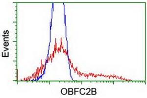 HEK293T cells transfected with either RC200876 overexpress plasmid (Red) or empty vector control plasmid (Blue) were immunostained by anti-OBFC2B antibody (ABIN2455376), and then analyzed by flow cytometry. (SSBP1 Antikörper)