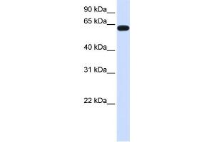 WB Suggested Anti-HS6ST3 Antibody Titration:  0. (HS6ST3 Antikörper  (C-Term))