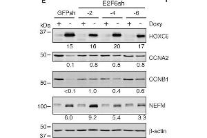 Western Blotting (WB) image for anti-Actin, beta (ACTB) (AA 350-375) antibody (ABIN129657)