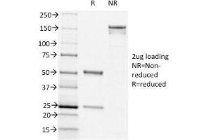 SDS-PAGE Analysis of Purified, BSA-Free CD44v6 Antibody (clone CD44v6/1246). (CD44v6 Antikörper)