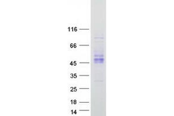 KIR2DS2 Protein (Myc-DYKDDDDK Tag)