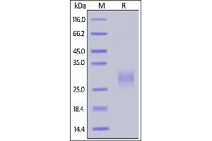 Biotinylated Human ICOS (C136S, C137S), His,Avitag (recommended for biopanning) on  under reducing (R) condition. (ICOS Protein (AA 21-141) (His tag,AVI tag,Biotin))