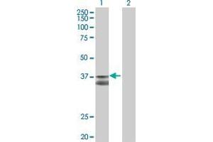 Lane 1: WNT4 transfected lysate ( 38. (WNT4 293T Cell Transient Overexpression Lysate(Denatured))