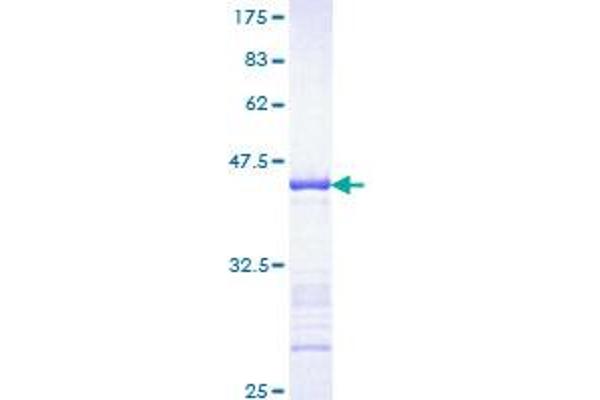 FGFR1 Protein (AA 31-150) (GST tag)