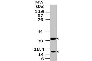 Image no. 1 for anti-Caspase 3 (CASP3) antibody (ABIN5027693) (Caspase 3 Antikörper)