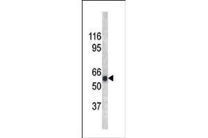 Image no. 1 for anti-Cell Division Cycle 25 Homolog A (S. Pombe) (CDC25A) (pSer279) antibody (ABIN358095) (CDC25A Antikörper  (pSer279))