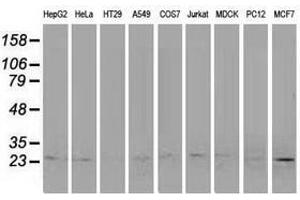 Image no. 2 for anti-Polymerase (RNA) II (DNA Directed) Polypeptide E, 25kDa (POLR2E) antibody (ABIN1500336) (POLR2E Antikörper)