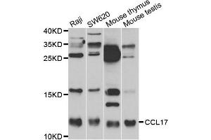 Western Blotting (WB) image for anti-Chemokine (C-C Motif) Ligand 17 (CCL17) antibody (ABIN1871510) (CCL17 Antikörper)