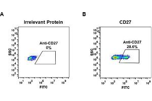 Expi 293 cell line transfected with irrelevant protein  (A) and human CD27  (B) were surface stained with Rabbit anti-CD27 monoclonal antibody 1 μg/mL (clone: DM57) followed by Alexa 488-conjugated anti-rabbit IgG secondary antibody. (Rekombinanter CD27 Antikörper  (AA 20-191))