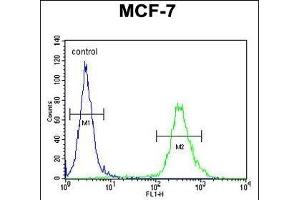 C Antibody (N-term) (ABIN655004 and ABIN2844639) flow cytometric analysis of MCF-7 cells (right histogram) compared to a negative control cell (left histogram). (CI150 Antikörper  (N-Term))