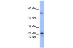 Image no. 1 for anti-phospholipase A2, Group V (PLA2G5) (C-Term) antibody (ABIN6741644) (PLA2G5 Antikörper  (C-Term))