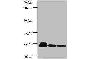 Western blot All lanes: PPIB antibody at 9 μg/mL Lane 1: NIH/3T3 whole cell lysate Lane 2: Hela whole cell lysate Lane 3: HepG2 whole cell lysate Secondary Goat polyclonal to rabbit IgG at 1/10000 dilution Predicted band size: 24 kDa Observed band size: 24 kDa (PPIB Antikörper  (AA 34-216))