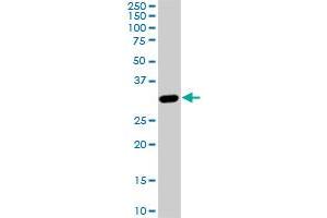 PRPS1L1 monoclonal antibody (M01), clone 5E10. (PRPS1L1 Antikörper  (AA 146-243))