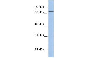 WB Suggested Anti-SLC20A1 Antibody Titration:  0. (SLC20A1 Antikörper  (C-Term))