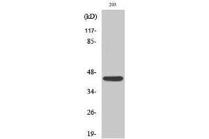 Western Blotting (WB) image for anti-Natural Cytotoxicity Triggering Receptor 1 (NCR1) (Internal Region) antibody (ABIN3176354) (NCR1 Antikörper  (Internal Region))
