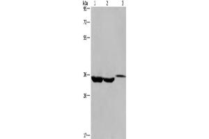 Western Blotting (WB) image for anti-Inhibitor of Growth Family, Member 2 (ING2) antibody (ABIN2428284) (ING2 Antikörper)