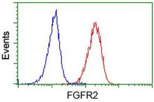 Image no. 2 for anti-Fibroblast Growth Factor Receptor 2 (FGFR2) antibody (ABIN1498252) (FGFR2 Antikörper)